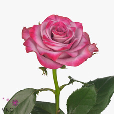 Rose deep purple