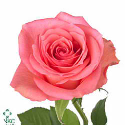 Rose dekora
