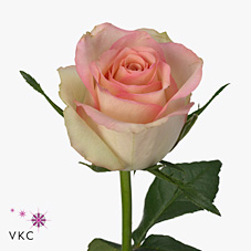 Rose dreamlover