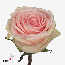 Rose duchesse