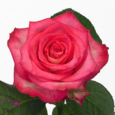 Rose ensemble