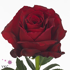 Rose explorer