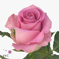 Rose famous