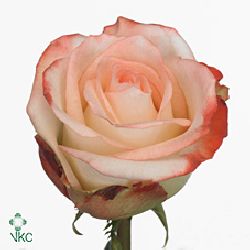 Rose farfalla