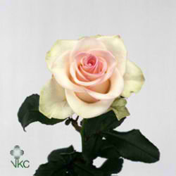 Rose fedora