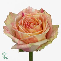 Rose fiesta