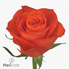 Rose firelight