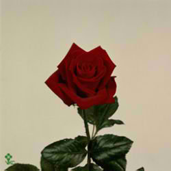 Rose first red 70cm