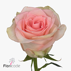 Rose flamingo