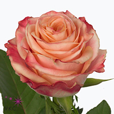 Rose fragrant delicious