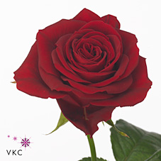 Rose furiosa