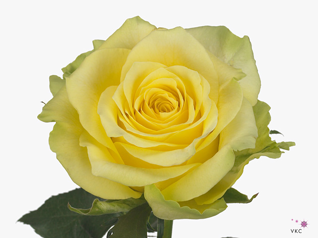 Rose gelosia 40cm (Small-Headed)