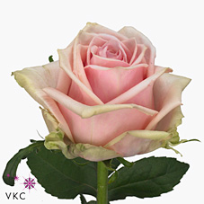 Rose glamgirl