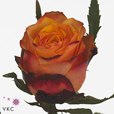 Rose granada