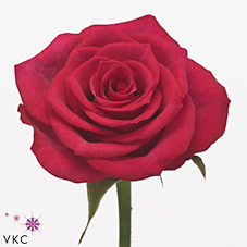 Rose grand europe
