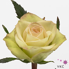 Rose Green Fashion