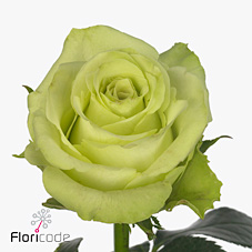 Rose green gene
