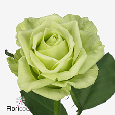 Rose green naomi