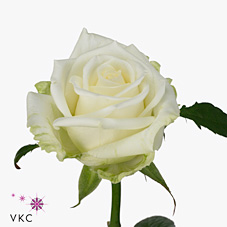 Rose gussie