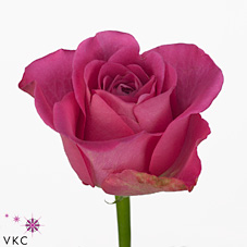 Rose h3o