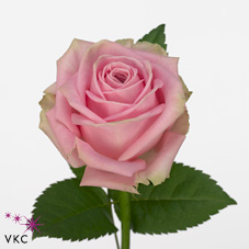 Rose heidi