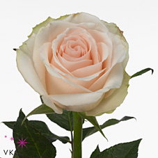 Rose high & bridal