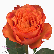 Rose high & intenzz