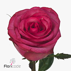 Rose isadora