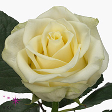 Rose ivory talea