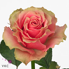 Rose jolie