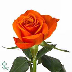 Rose kalahari