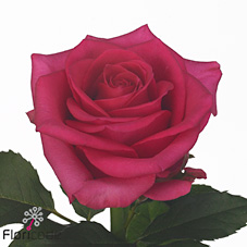 Rose karenza