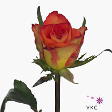 Rose lady bird