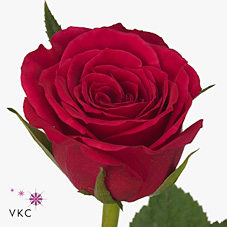 Rose laguna