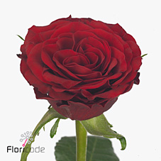 Rose love bird
