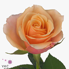Rose Lowlands 40cm (Small-Headed)
