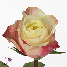 Rose marosa