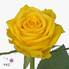 Rose miami