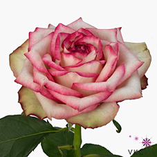 Rose monet