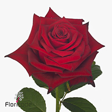 Rose monte carlo