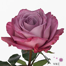 Rose moody blues