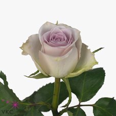 Rose morning dew