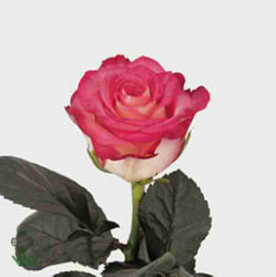 Rose N-Joy