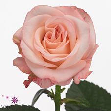Rose n tire