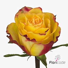 Rose newsflash