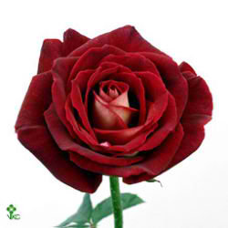 Rose nicole