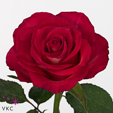 Rose nicoletta