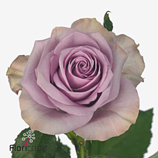 Rose nightingale