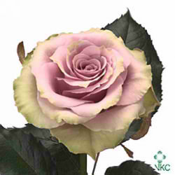 Rose old dutch