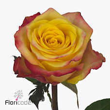 Rose on air
